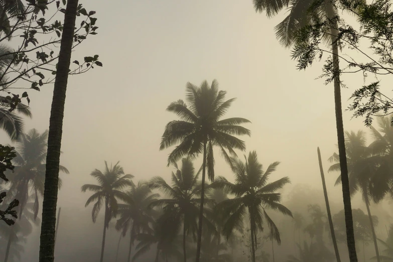 palm trees are in the middle of a foggy, hazy day