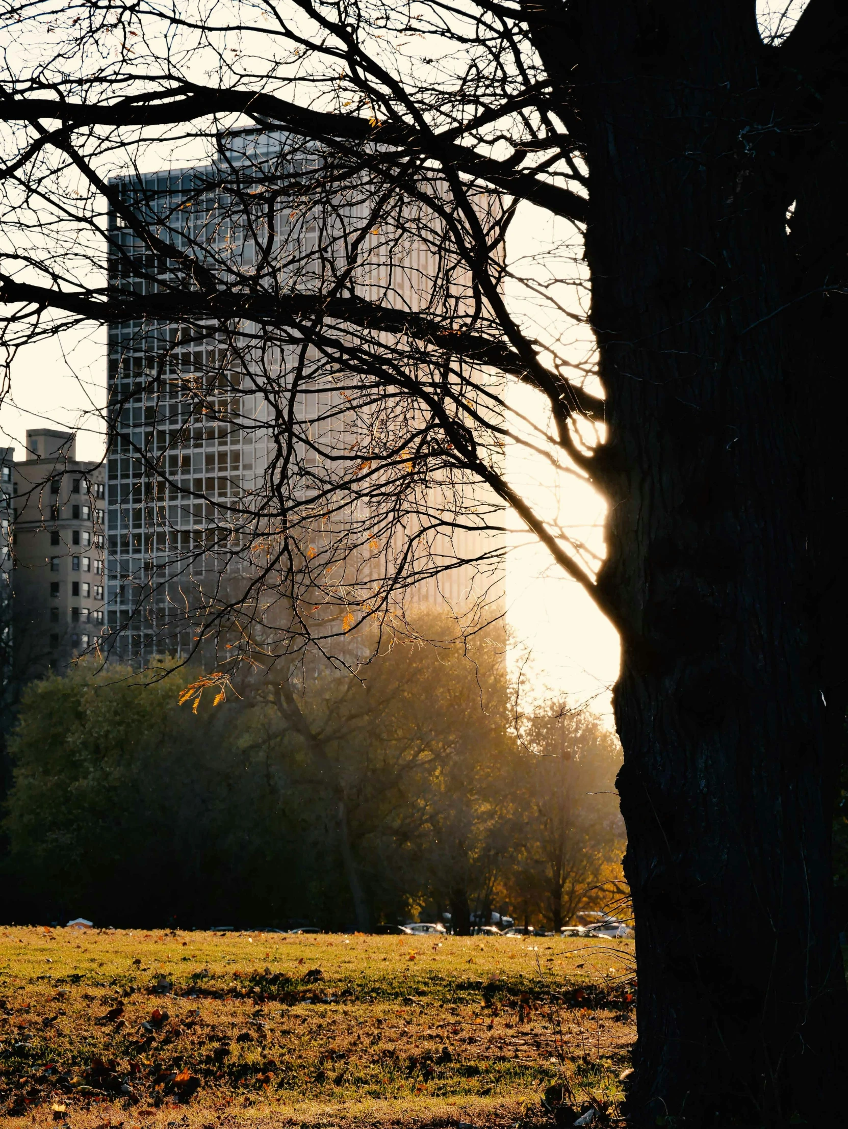 a city park with large buildings on the horizon