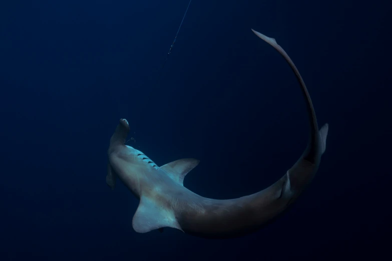 a very large shark with it's mouth out under water