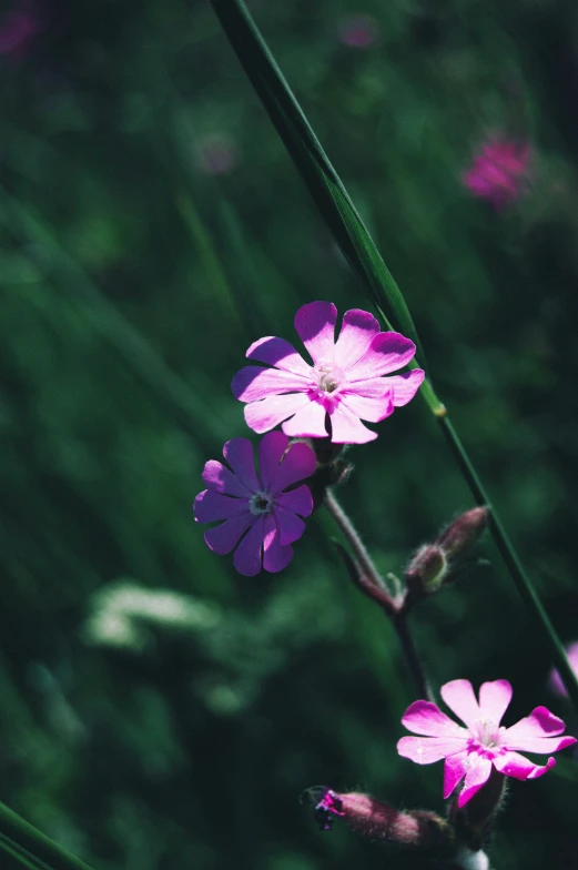 flowers, the petals are pink, the background is green