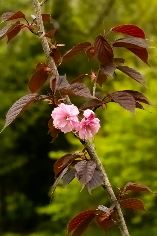 two pink flowers sitting on top of a tree nch