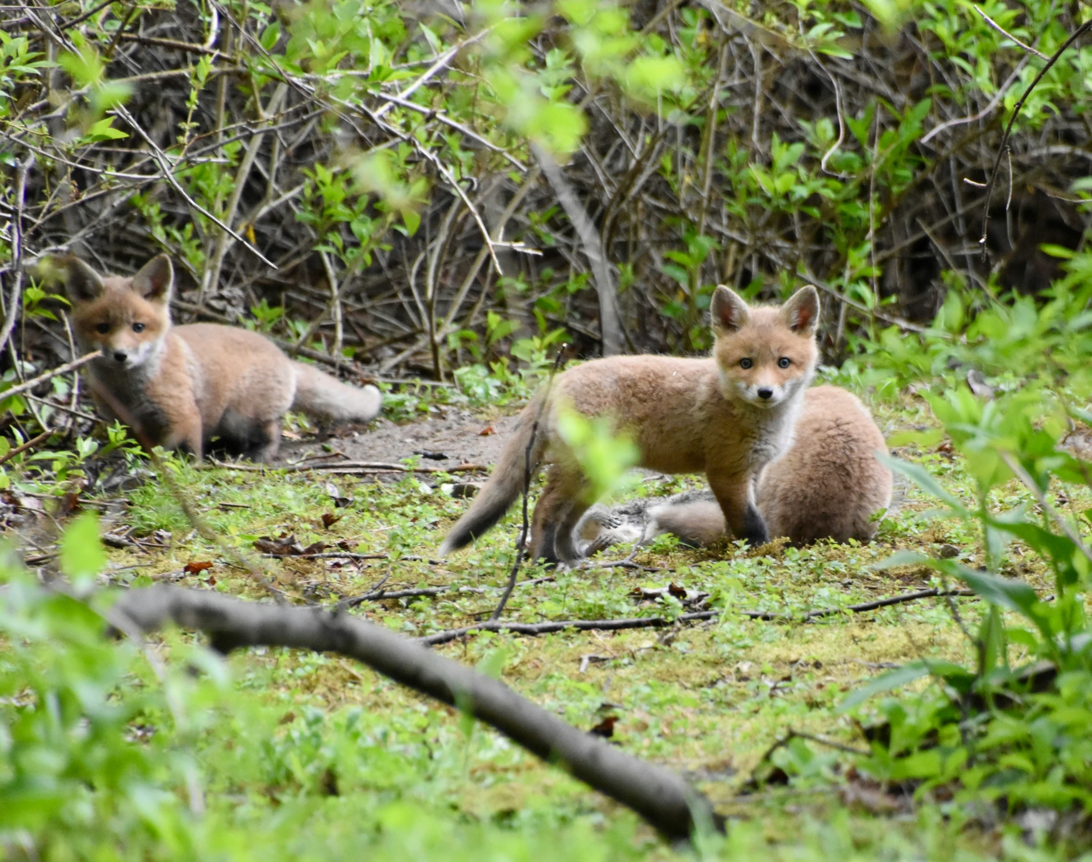 two foxes on the ground in a wooded area