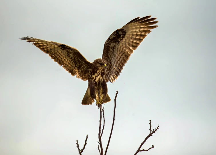 an image of an adult hawk landing on a nch