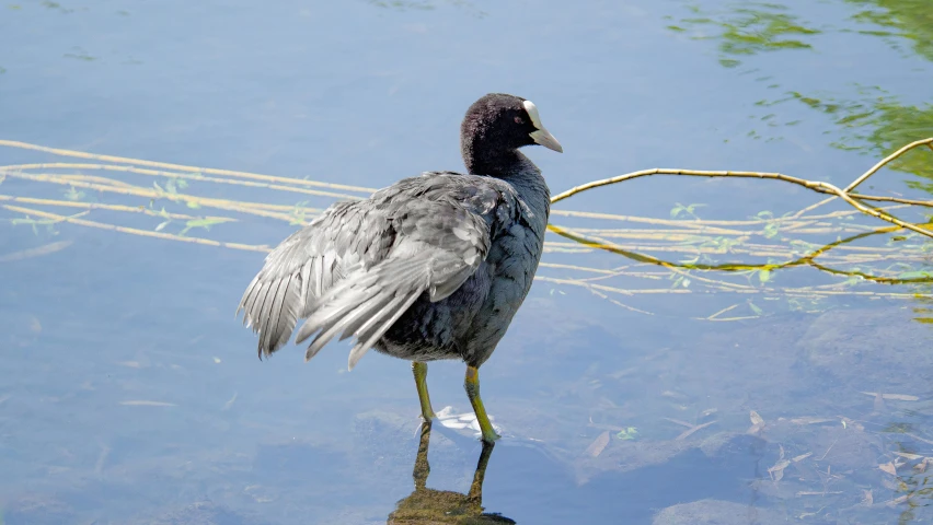 a bird stands alone on a thin nch in shallow water