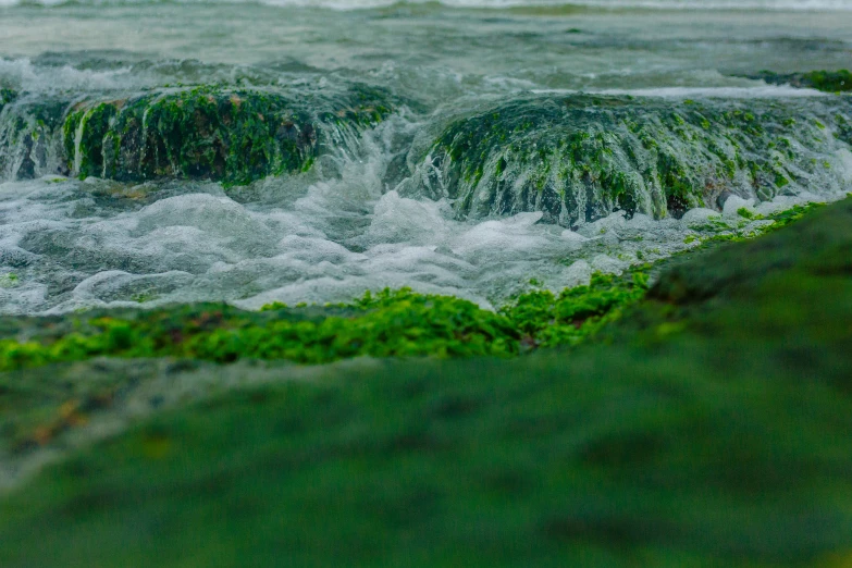 a green forest filled with lots of water