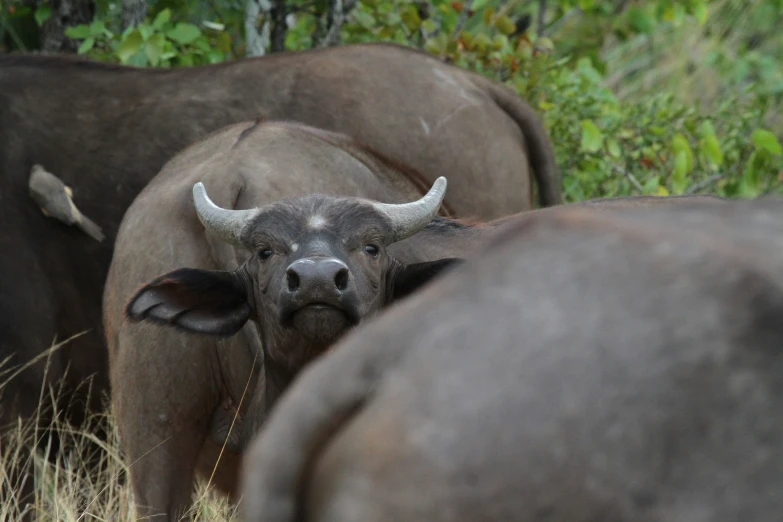 some very big bulls in a big grassy field