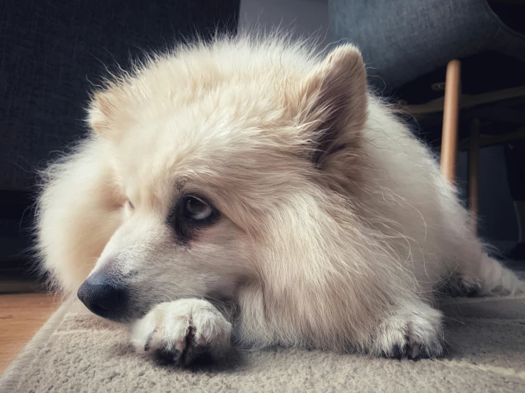 a small furry white dog laying on the floor