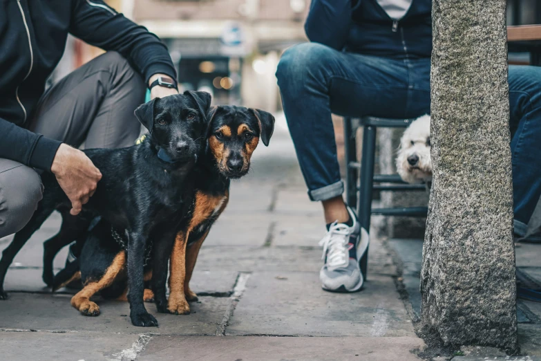 some people sitting at tables with a dog