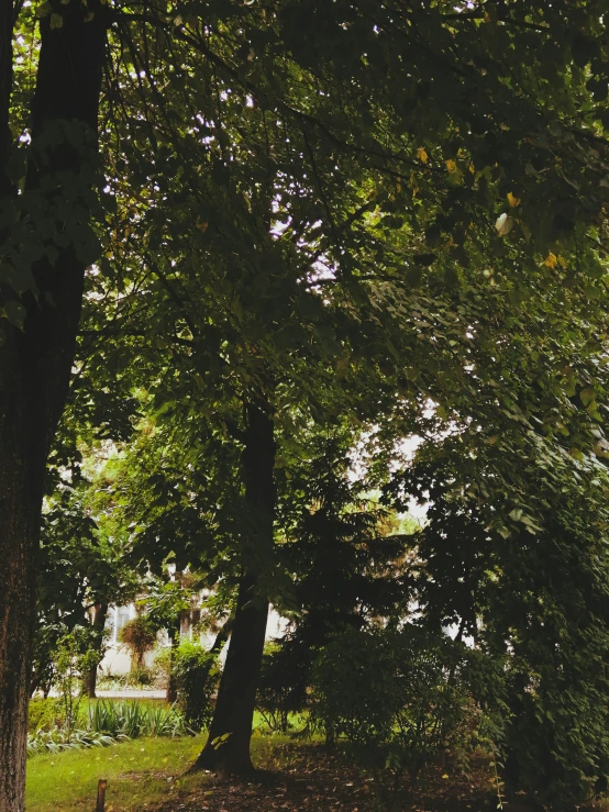 a bench sitting in the middle of a forest