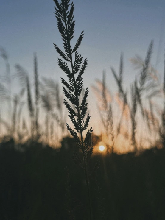 the sun is setting behind a plant in the field