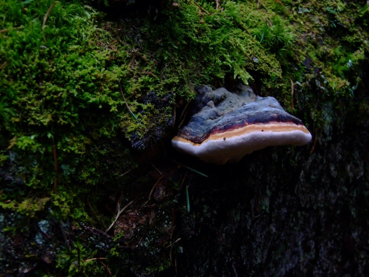 a moss covered tree trunk near a body of water