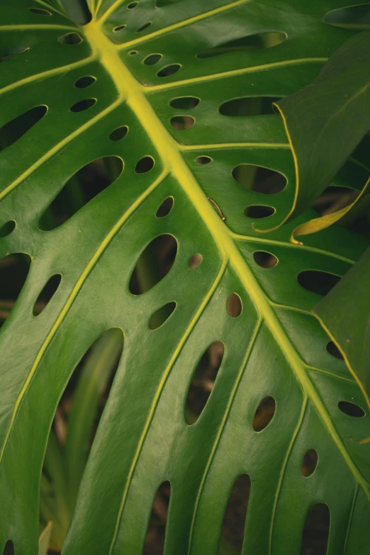 the leaves of a large tropical plant are all arranged