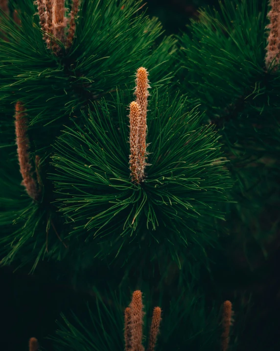 close - up of a pine tree with needles