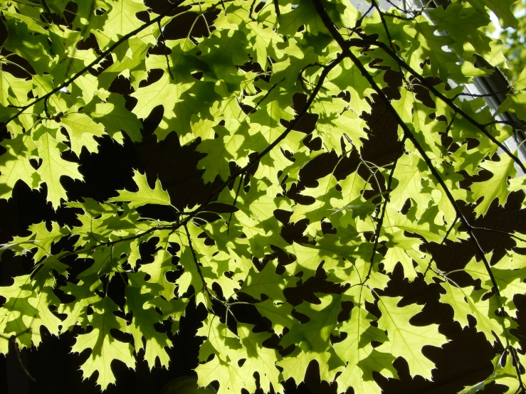 the leaves of the tree are all yellow