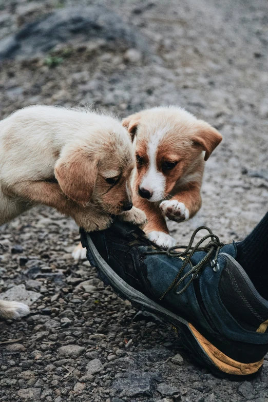 a small puppy chews on a person's shoe