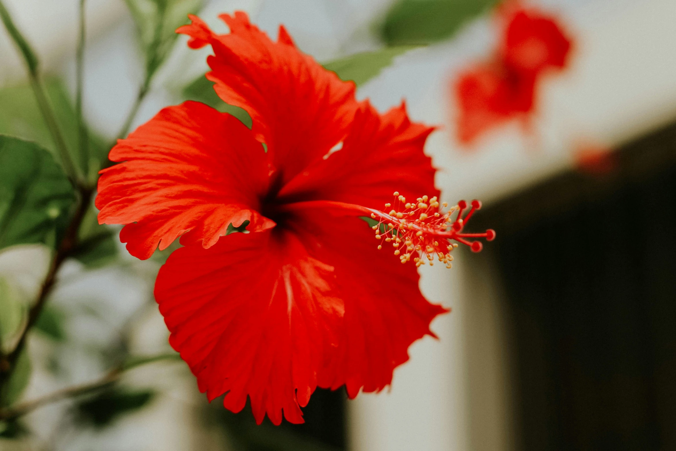 a large red flower on a tree outside