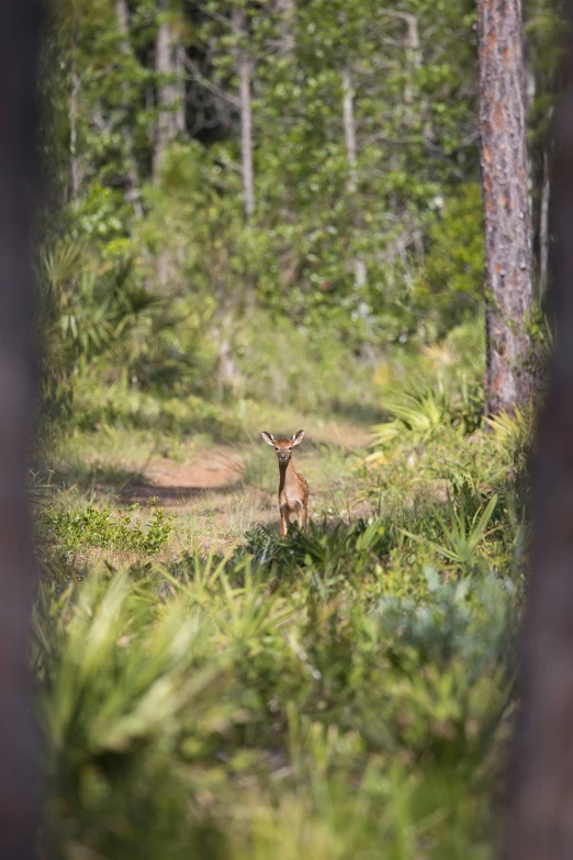 a deer standing in a forest behind a wooden frame