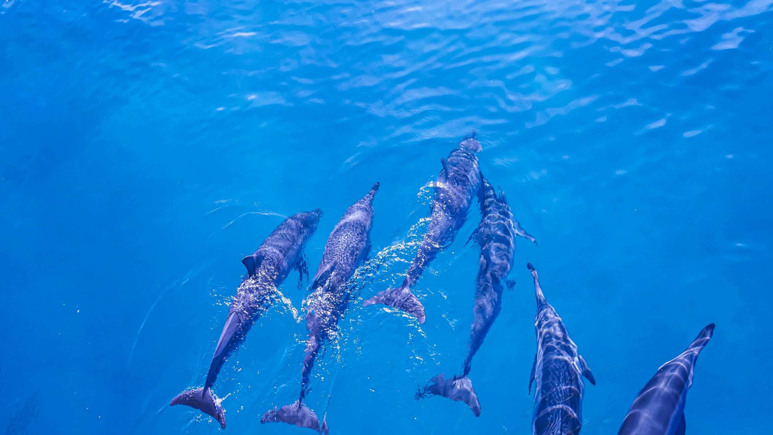 dolphins swimming around in the water together