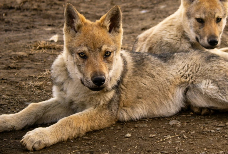 two large dogs are lying together in the dirt