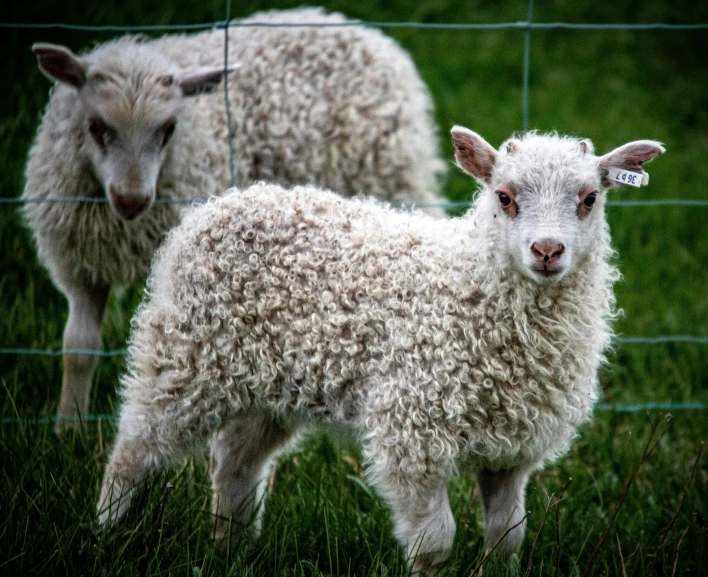 two little sheep with horns looking around in a grassy field