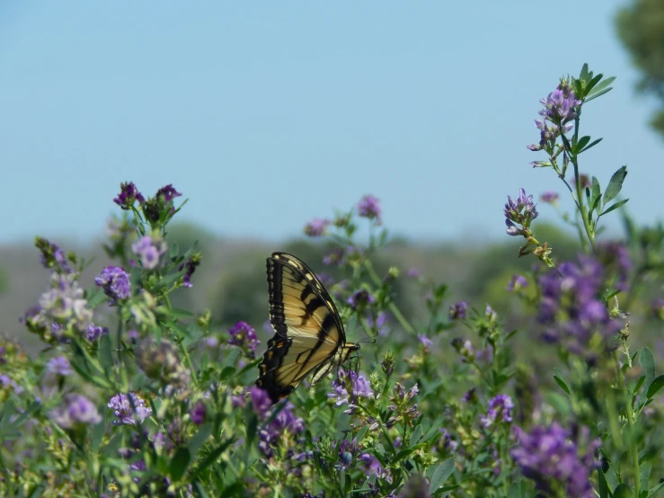 the erfly is standing in the wild flower