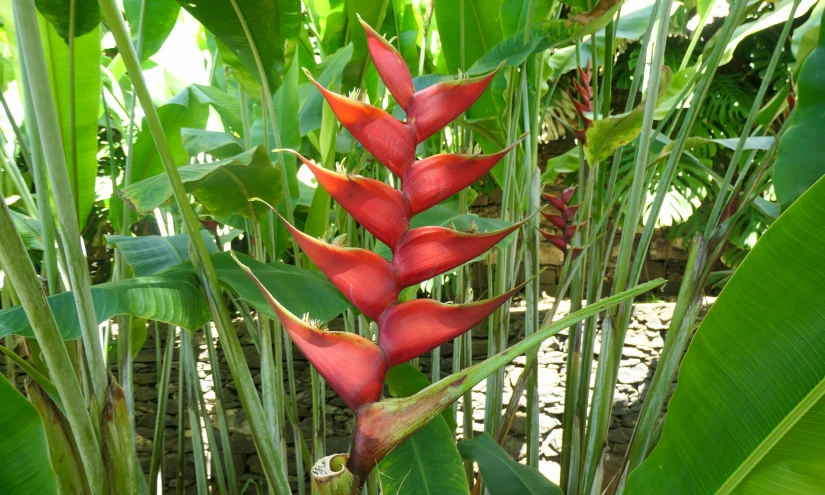 a red flower stands in a garden full of leafy plants