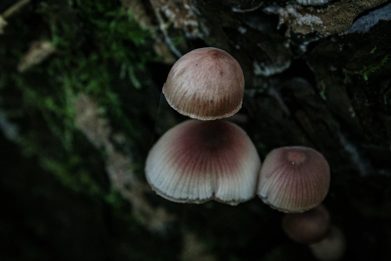 a small group of mushrooms are placed on the mossy tree stump