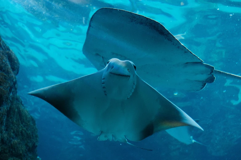 a sting ray is swimming in the water