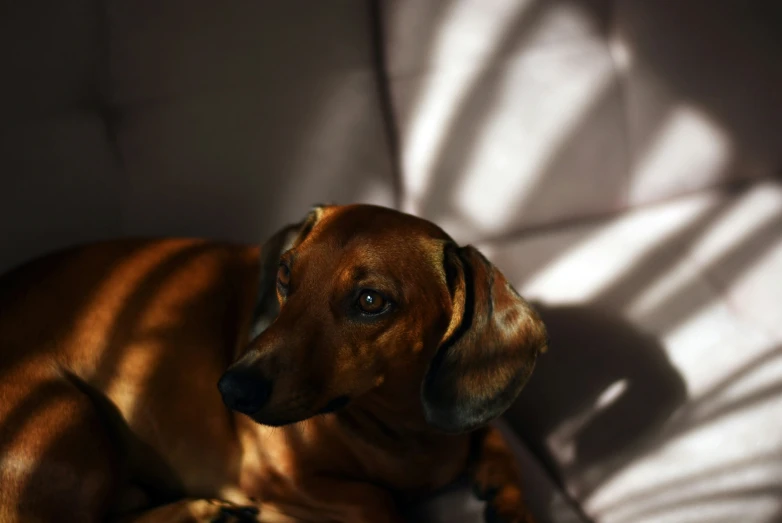 dog sitting on the couch looking forward