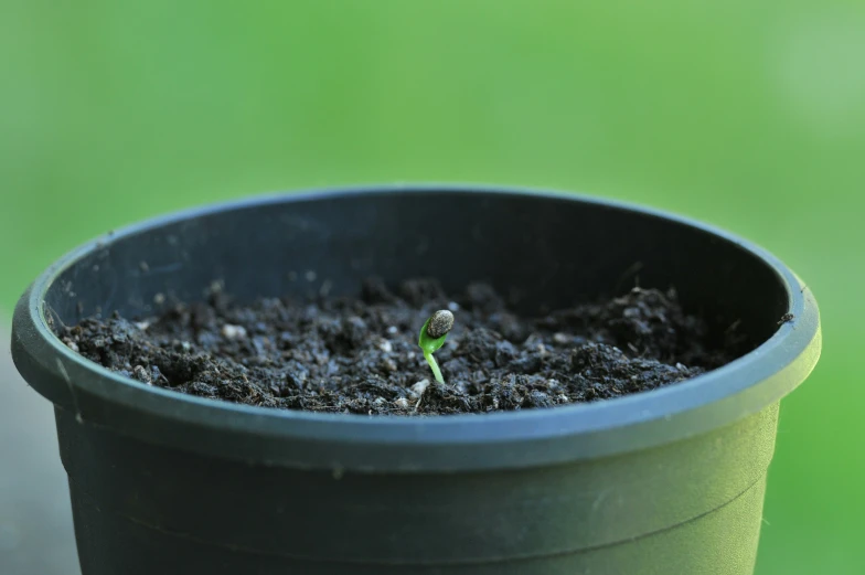 a small plant grows in a black pot