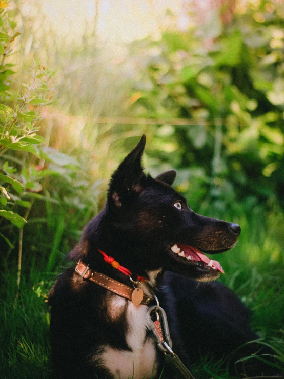 a close up of a dog laying on the grass