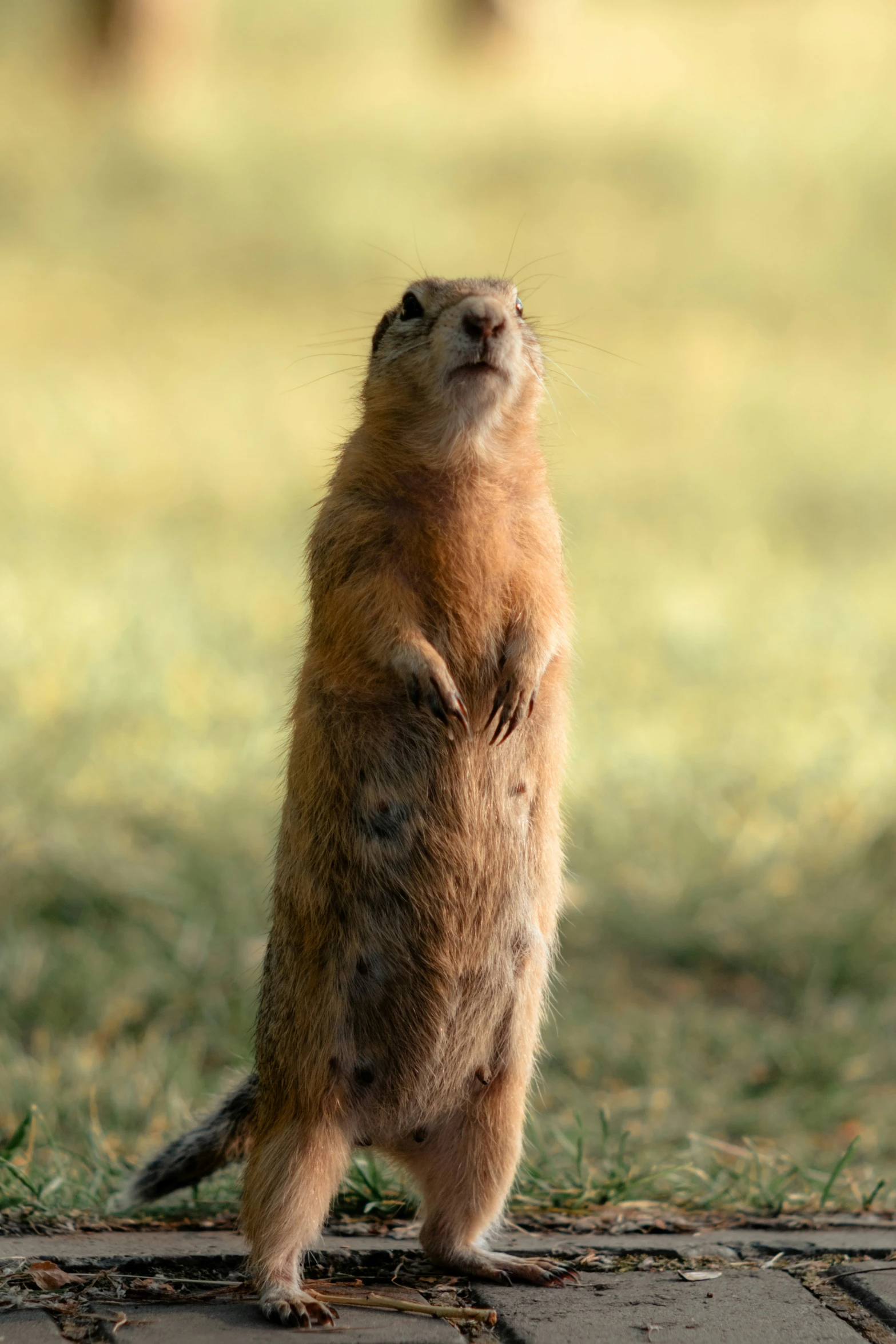 a prairie rabbit sitting in front of the ground