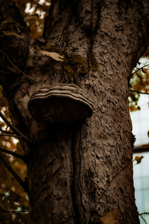 a head shaped object sitting on the side of a tree