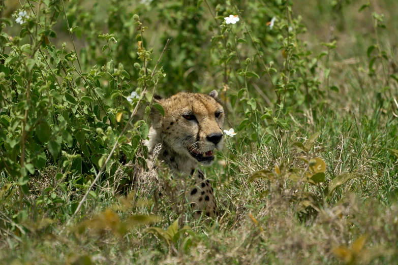 a cheetah in the wild, sitting in the tall grass