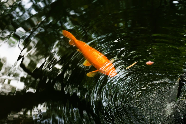 an orange fish swimming in a pond next to trees