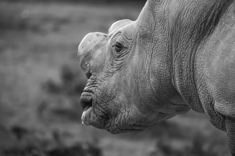 an elephant has his trunk in his mouth