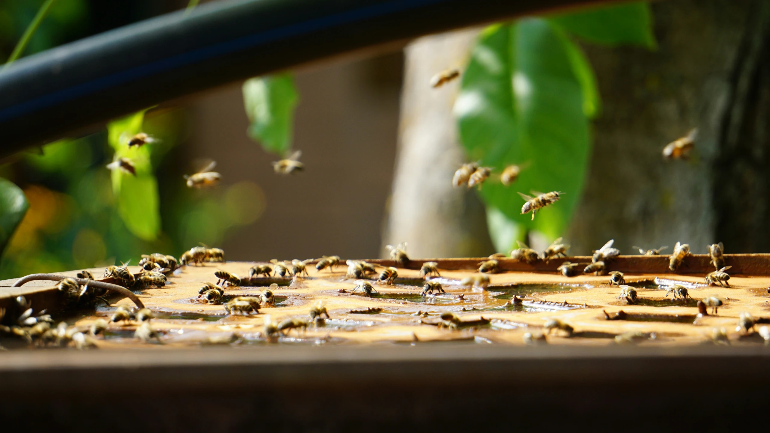 a group of swarms of bees moving around a tray