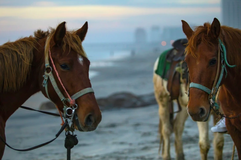 two horses are standing close to each other