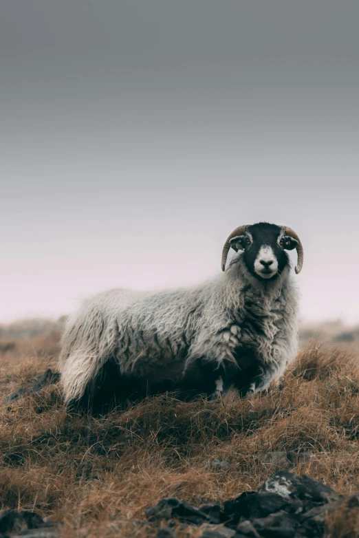 a mountain goat with a long horn is sitting in a field