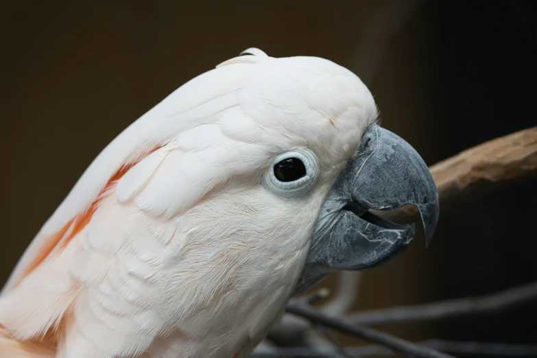 a close up of a white cockatoo on a tree nch