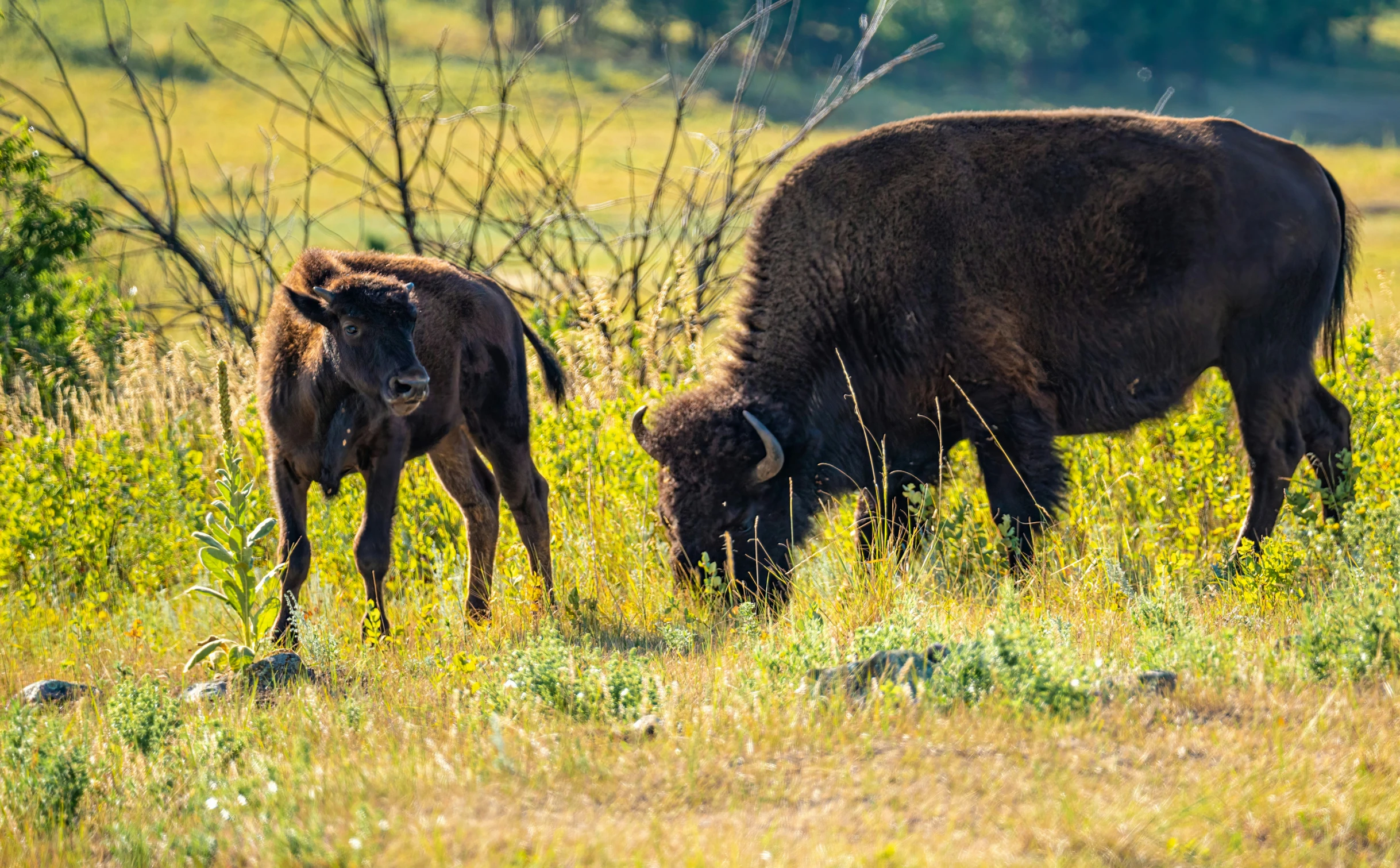 a large bull and baby bull grazing on grass