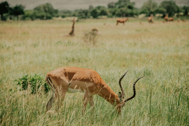 the deer are grazing in the tall grass