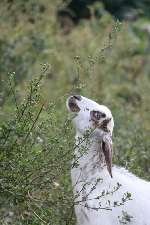 a very cute looking bird eating some leaves