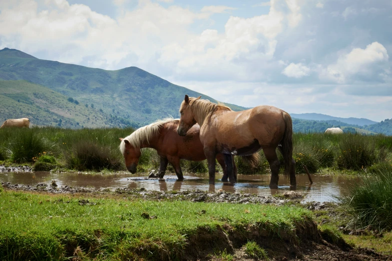 two horses drink from the small river near mountains