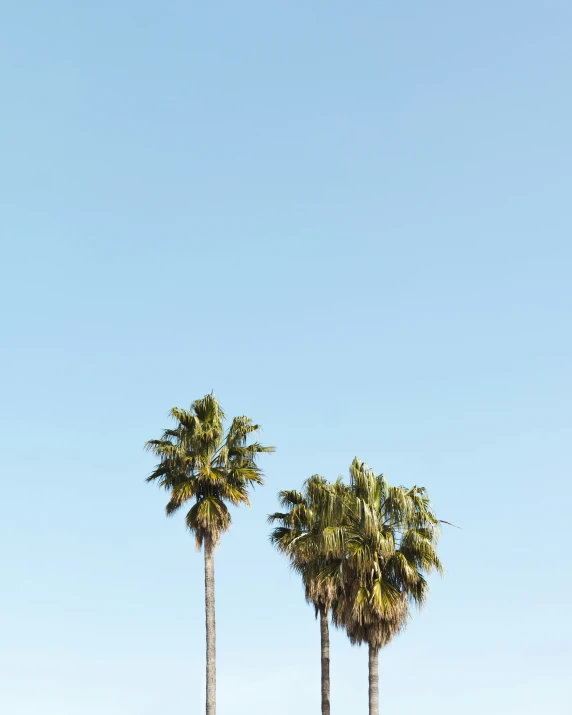 a row of palm trees with sky background