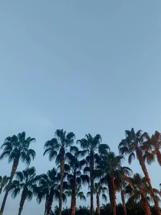 a stop sign near the trees in front of a blue sky