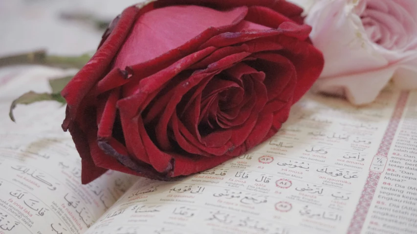 a red rose on top of an open book