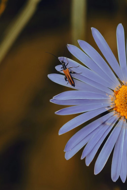 a bee on a daisy flower with other bees sitting on it