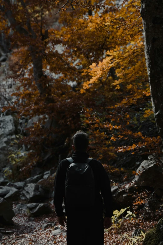 person standing in front of trees with yellow leaves on it