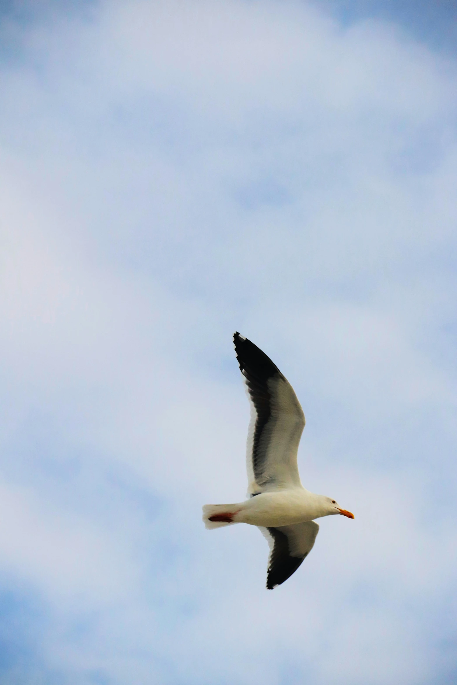 seagull flying high in the sky looking to the right